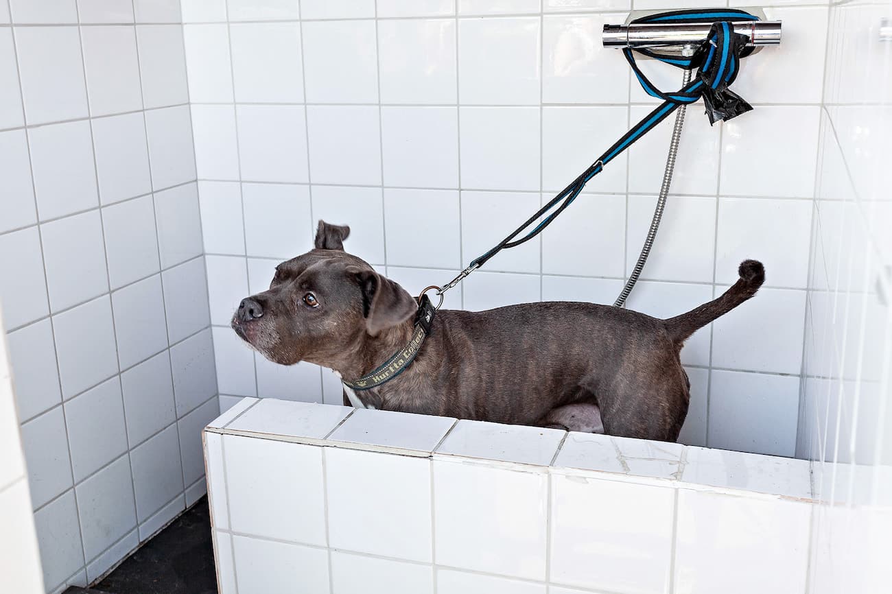 Hunddusch på campingen