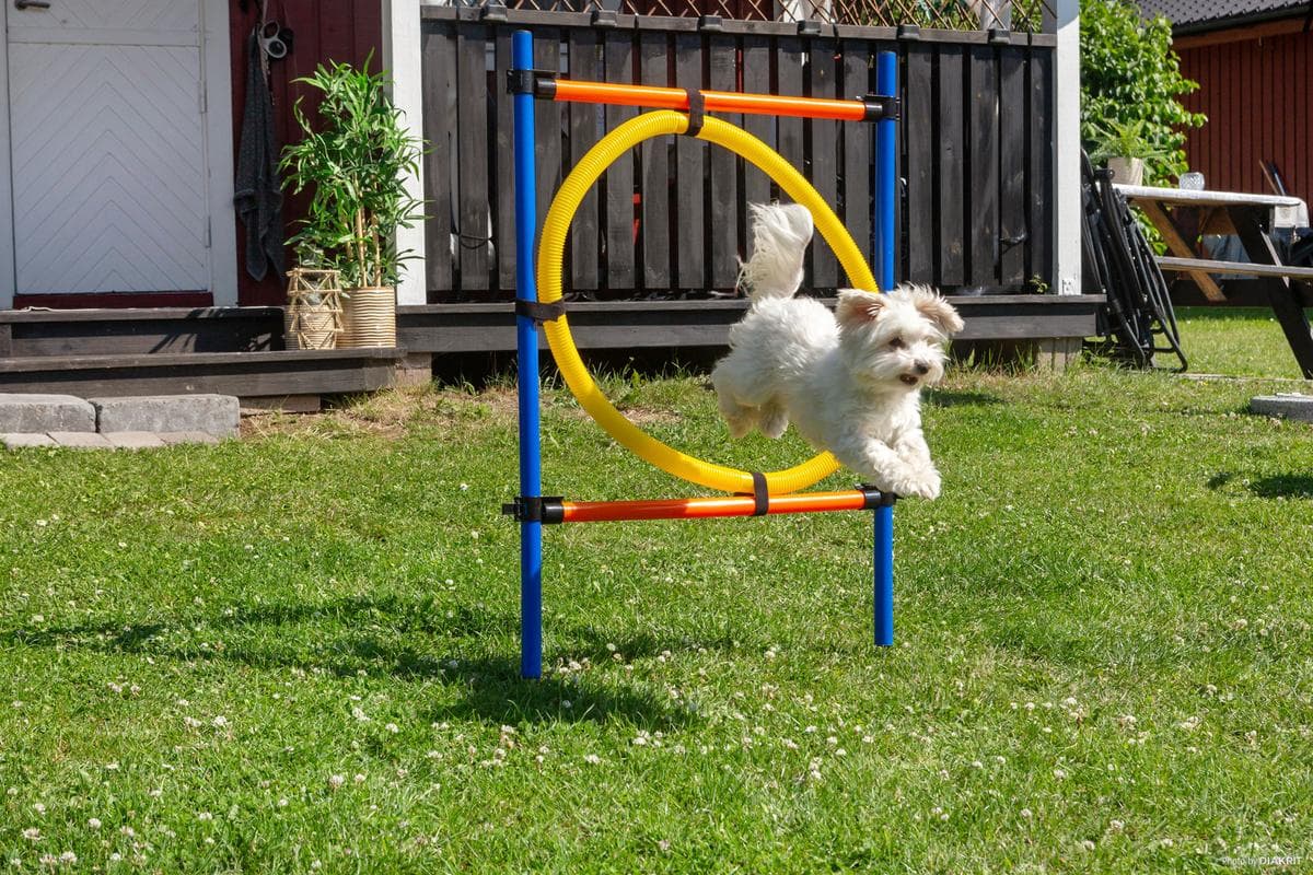 Hundvänlig camping med aktiviteter som agility, hundrastgård och promenadstråk